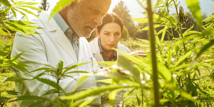 大麻草を調査する研究者